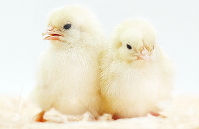 易游yy米乐app：向新提质涉县“土特产”走出大山